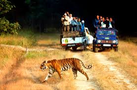 Service Provider of Corbett To Nainital Delhi Delhi 